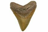 Fossil Megalodon Tooth - North Carolina #328243-1